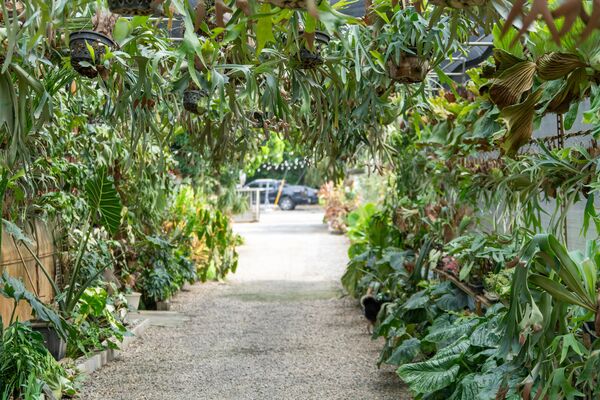 ▲彰化埤頭鄉「與你蕨緣」佔地2000多坪。（圖／翻攝自Facebook／與你蕨緣）