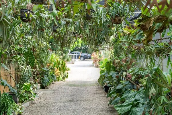 ▲彰化埤頭鄉「與你蕨緣」佔地2000多坪。（圖／翻攝自Facebook／與你蕨緣）