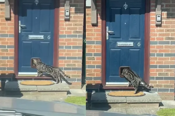 貓門剛裝好「虎斑貓立即搶試用」　屋主收到影片傻：不是我的貓。（圖／翻攝自TikTok／itsjoethehandyman）