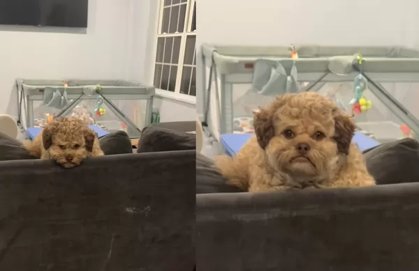 米克斯汪憂鬱趴沙發　一抬頭「表情超像人類」爆紅：好像我同事。（圖／翻攝自TikTok／max.hawt.dawg）