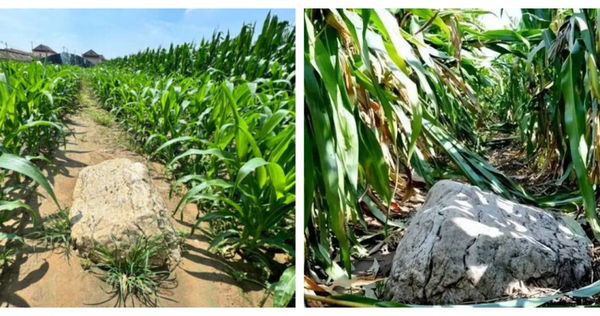 壽光「靜山」外觀僅高0.6公尺，頂部面積不足1平方公尺，引發是否為山的爭議。（圖／翻攝自都市快報橙柿互動）