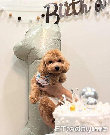 貴賓狗大發。（圖／翻攝自IG@dafa1132025）