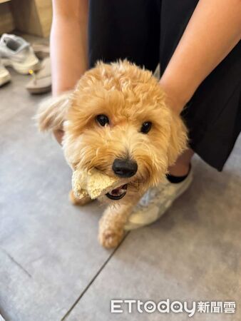 貴賓狗大發。（圖／翻攝自IG@dafa1132025）