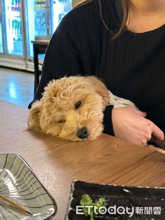 貴賓狗大發。（圖／翻攝自IG@dafa1132025）