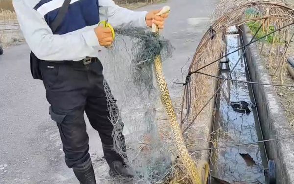 ▲台南安南區側溝驚見2公尺長臭青母，纏網掙扎險溺死。（王金樹里長提供，下同）