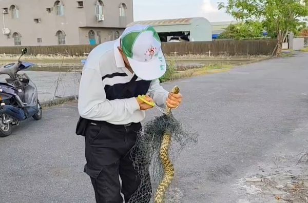 ▲台南安南區側溝驚見2公尺長臭青母，纏網掙扎險溺死。（王金樹里長提供，下同）