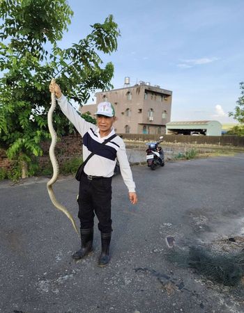 ▲台南安南區側溝驚見2公尺長臭青母，纏網掙扎險溺死。（王金樹里長提供，下同）