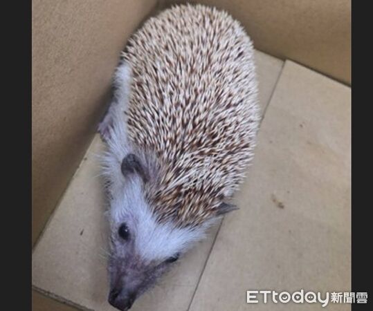 ▲彰化動物防疫所安置小刺蝟，呼籲飼主認領。（圖／翻攝自臉書／動物防疫所）