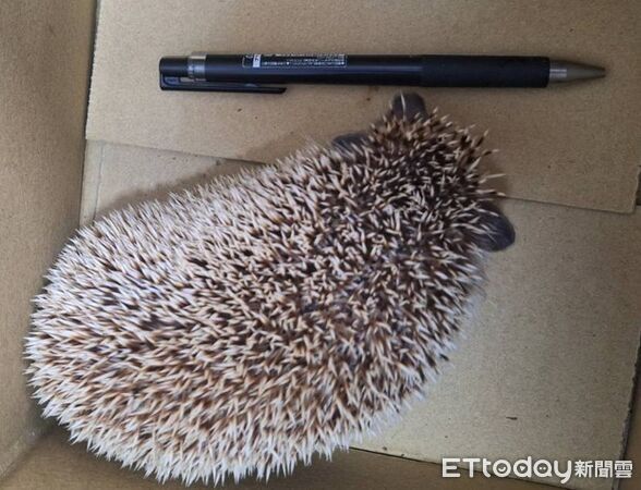 ▲彰化動物防疫所安置小刺蝟，呼籲飼主認領。（圖／翻攝自臉書／動物防疫所）