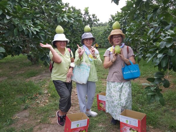 ▲八里文旦柚皮薄多汁 預購優惠限時開跑。（圖／新北市農業局提供）