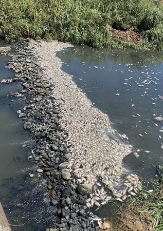 ▲桃園溪海里賴厝橋下發現大量魚屍