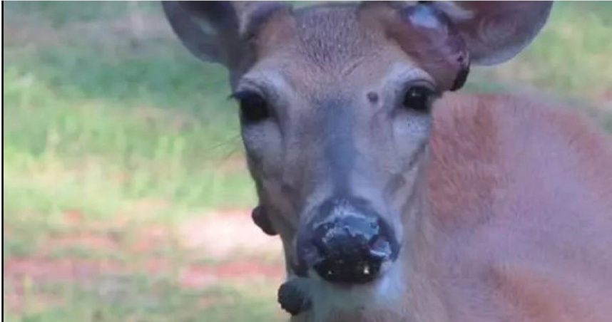 變異鹿長滿「黑色疣狀腫塊」！　專家揭「野生動物突變潮」主因