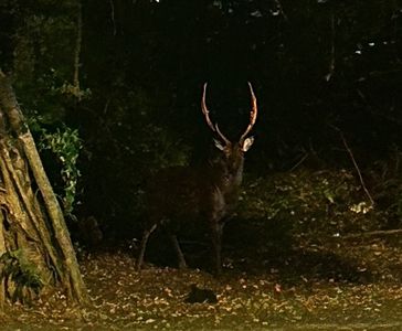 中壢夜晚「雄鹿現蹤」網驚呼：山獸神　真實身分曝光