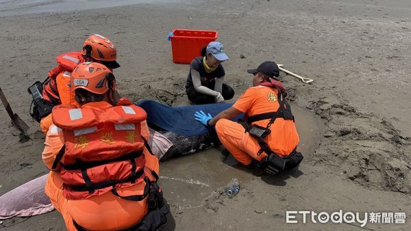 ▲▼          海口沙灘驚現擱淺海豚  海巡同仁即刻投入搶救   。（圖／記者陳崑福翻攝）