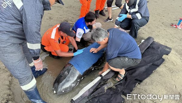▲▼          海口沙灘驚現擱淺海豚  海巡同仁即刻投入搶救   。（圖／記者陳崑福翻攝）