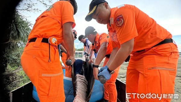 ▲▼          海口沙灘驚現擱淺海豚  海巡同仁即刻投入搶救   。（圖／記者陳崑福翻攝）