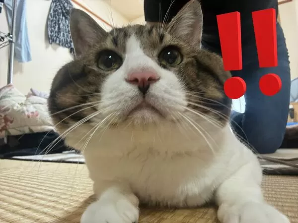 ▲。（圖／翻攝自X／@3k___pnt）