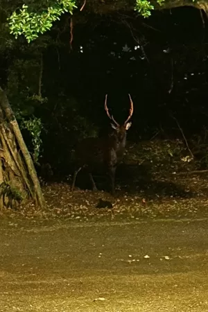 中壢出現鹿。（圖／翻攝自我是中壢人）