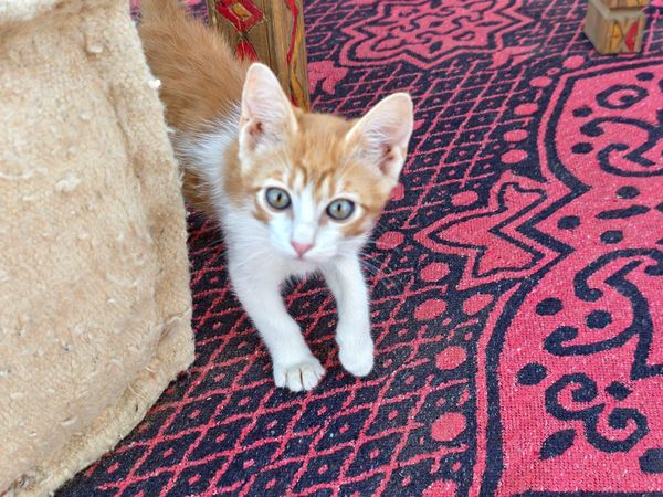 ▲▼Merzouga Glamping。（圖／部落客混血珊莎的奇幻旅程授權提供）