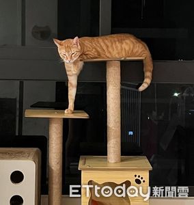 「ㄇ字型橘貓」表演同時站著、趴著　單手撐地秀強壯肌肉