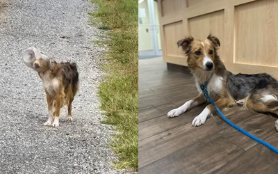 「頭卡進零食罐」無法喝水進食3天　志工靠無人機救出垂死浪浪