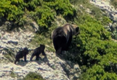 日棕熊襲登山客　資深獵人曝「保命大法」：千萬別喊喂