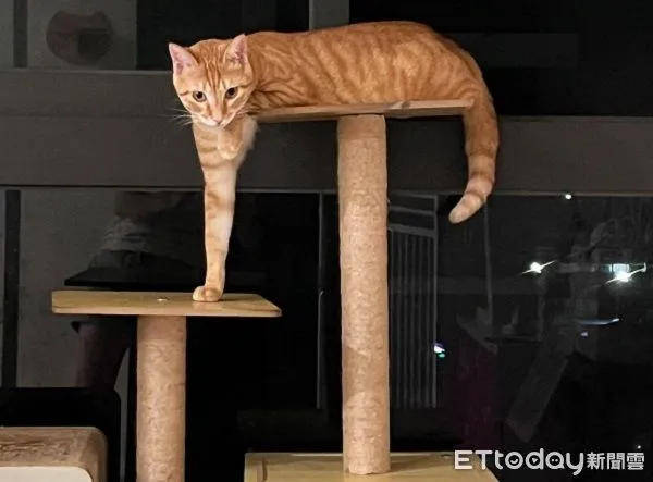 ▲。（圖／Threads@ariel_0515_提供，請勿隨意翻拍，以免侵權。）