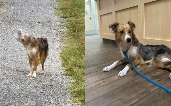 「頭卡進零食罐」無法喝水進食3天　志工靠無人機救出垂死浪浪。（圖／翻攝自Canine Rescue of Central PA）