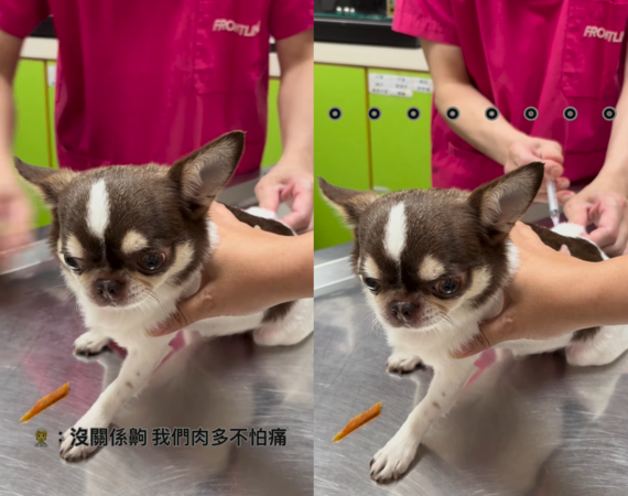 吉娃娃打針。（圖／IG／lin.okim提供）