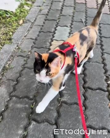 ▲。（圖／Threads@szyu_0509提供，請勿隨意翻拍，以免侵權。）