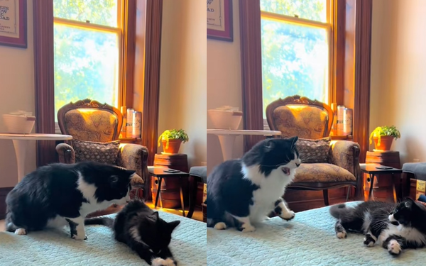 新家人第一次見面　燕尾服貓看到「迷你版自己」可愛反應曝光。（圖／翻攝自TikTok／cora.and.remi）