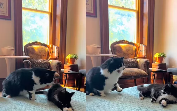 新家人第一次見面　燕尾服貓看到「迷你版自己」可愛反應曝光。（圖／翻攝自TikTok／cora.and.remi）