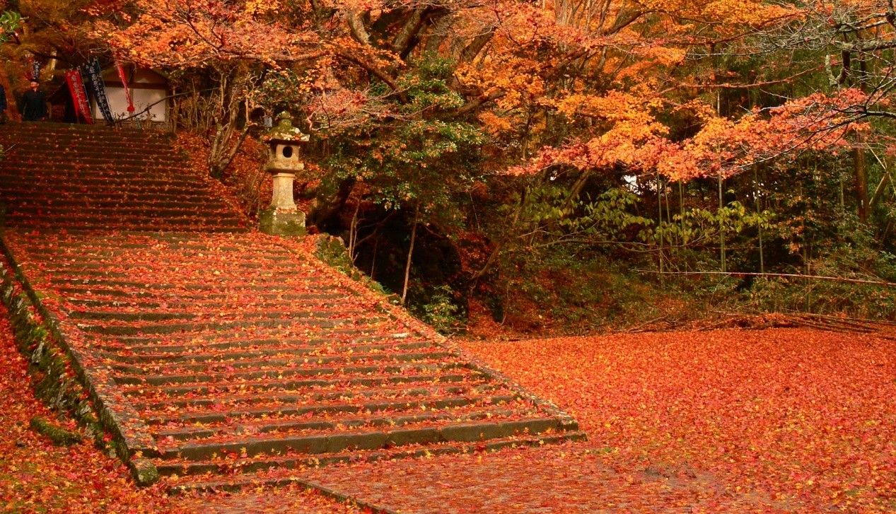 直飛日本鳥取！ 朝聖動漫王國 打卡賞楓祕境（圖／鳳凰旅遊）
