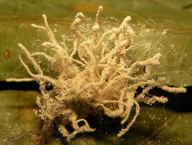 ▲▼       蜘蛛變殭屍！遭真菌寄生「吞噬吸乾而死」　歐美多國現蹤      。（圖／翻攝CAB International）