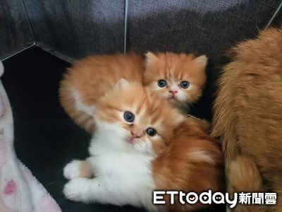 29歲販毒首腦被逮!養6隻「市值70萬」曼赤肯貓 想蓋掉分裝氣味