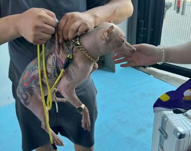 陸寵物展「全背刺青狗事件」! 刺青師稱是藝術品…引網暴怒