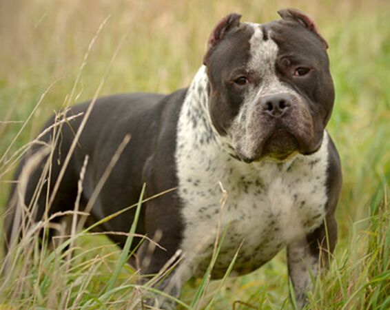 ▲▼惡霸犬外觀與彼特犬相似，但個性溫和。（示意圖／翻攝自動物保護資訊網）