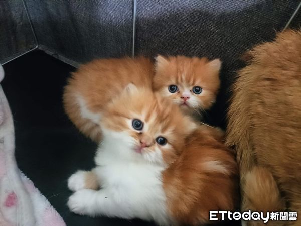 ▲雲林逮獲販毒集團首腦。（圖／記者游瓊華翻攝，下同）