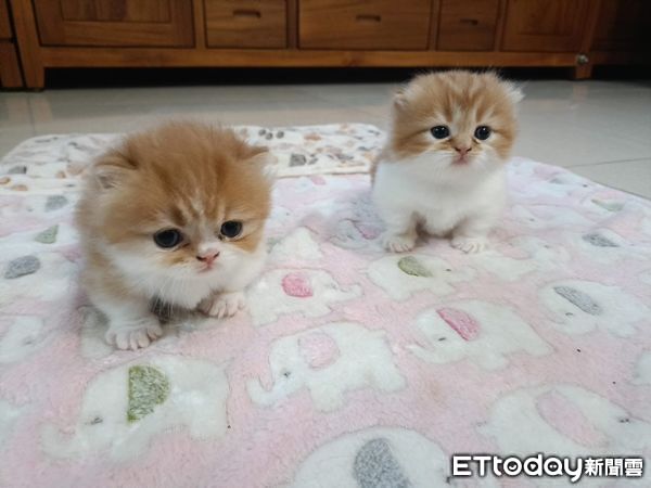 ▲雲林逮獲販毒集團首腦。（圖／記者游瓊華翻攝，下同）