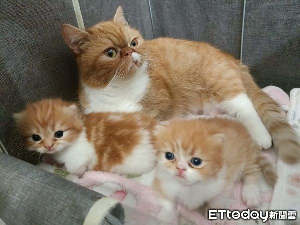 ▲雲林逮獲販毒集團首腦。（圖／記者游瓊華翻攝，下同）