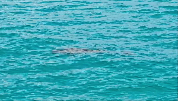 ▲▼ 大陸科研人員在南沙群島首次發現海牛「儒艮」、草食性海生動物           。（圖／翻攝 央視）