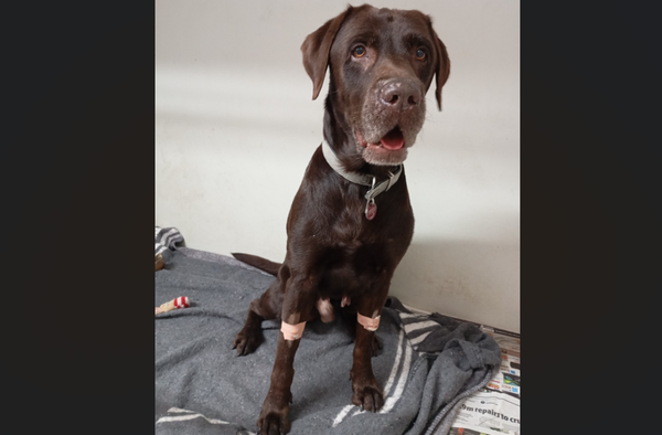 導盲犬遇船難幸運獲救　卻因「沒有攜帶入境文件」要被安樂死。（圖／翻攝自Nahoon Bird & Animal Clinic）