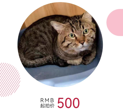 ▲煤球起拍價500元人民幣。（圖／翻攝自微博）