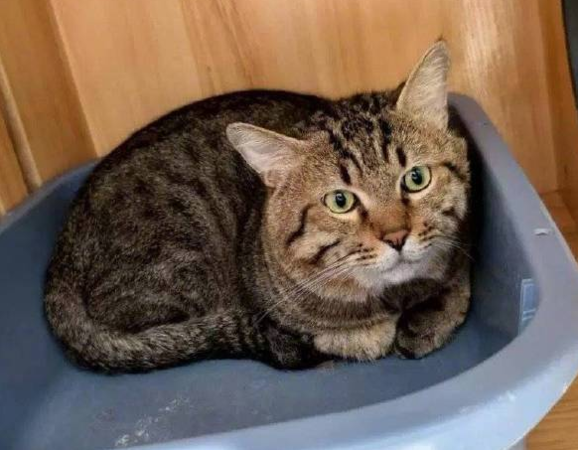 ▲煤球被寄養在寵物店。（圖／翻攝自微博）