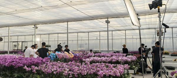 ▲▼   李志希、跨海、演出花卉短劇          。（圖／翻攝 《山海心语 花香两岸》）