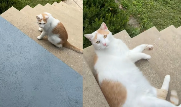 陌生貓突翻肚賣萌　女開心「終於被選中」伸手撸貓1動作悲劇了。（圖／翻攝自TikTok／journeytolex）