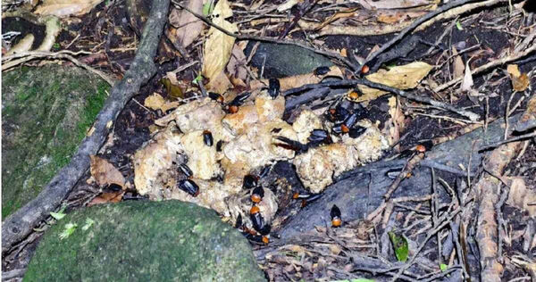 成群的埋葬蟲趴在已經發臭、腐敗的狗糧上飽餐一頓。（圖／民眾提供）