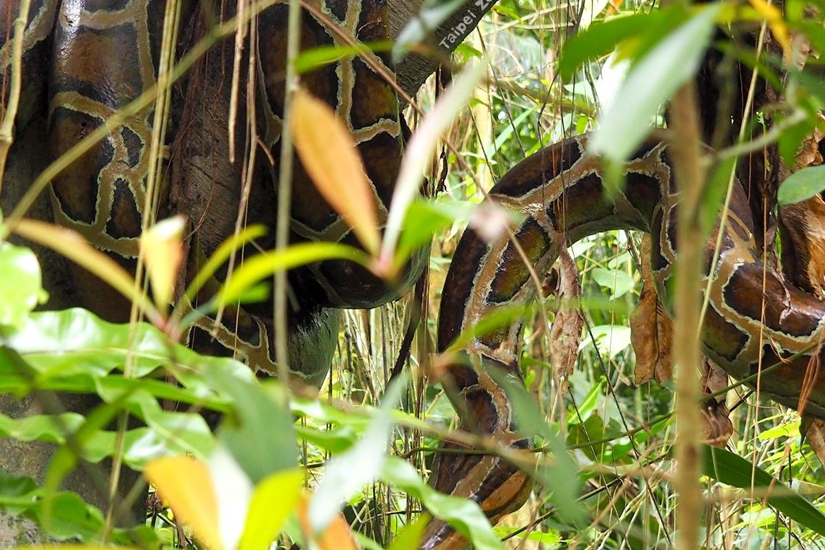 ▲▼逛動物園被樹上大蟒蛇嚇爛。（圖／翻攝臉書／爆廢公社、木柵動物園）