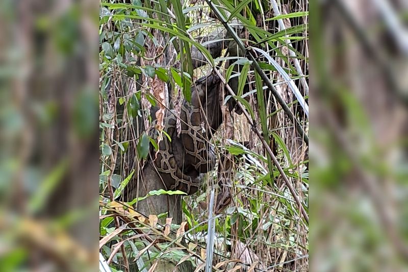 ▲▼逛動物園被樹上大蟒蛇嚇爛。（圖／翻攝臉書／爆廢公社、木柵動物園）