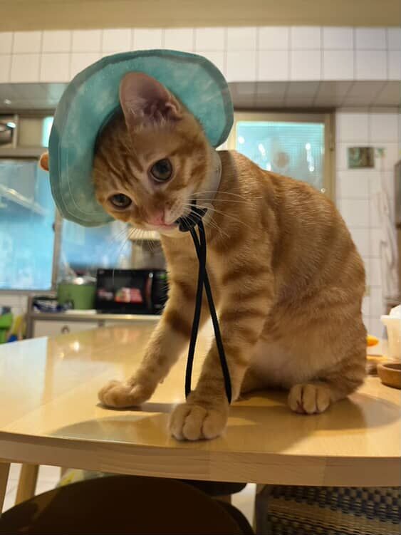 ▲急得只穿四角褲！　3個月橘貓門縫偷溜被捕「表情超不屑」（圖／網友@kristytien提供，請勿隨意翻拍，以免侵權。）